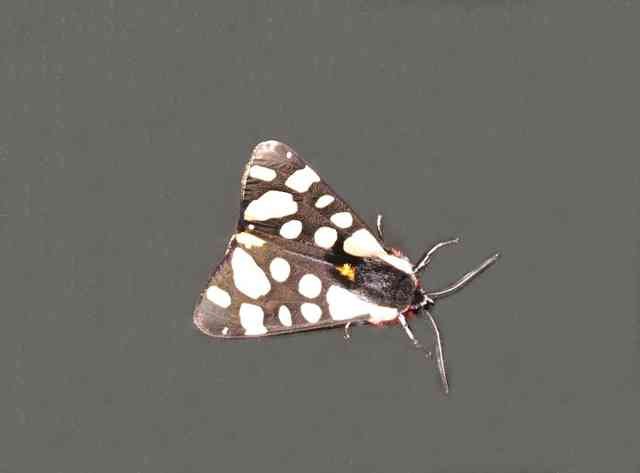A Cream Spot Tiger Moth, spotted in northern Spain.